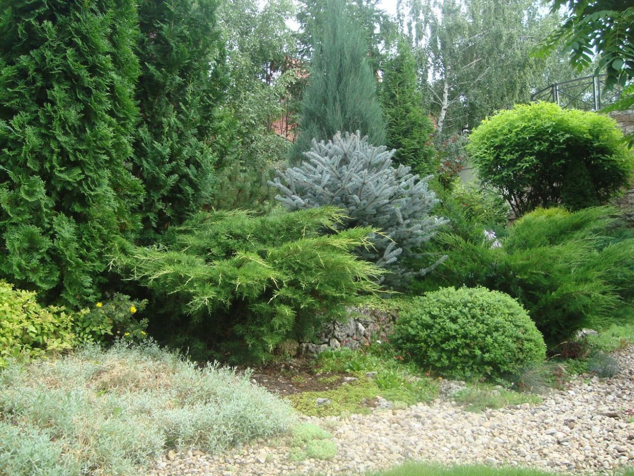 Можжевельник минт джулеп и туя