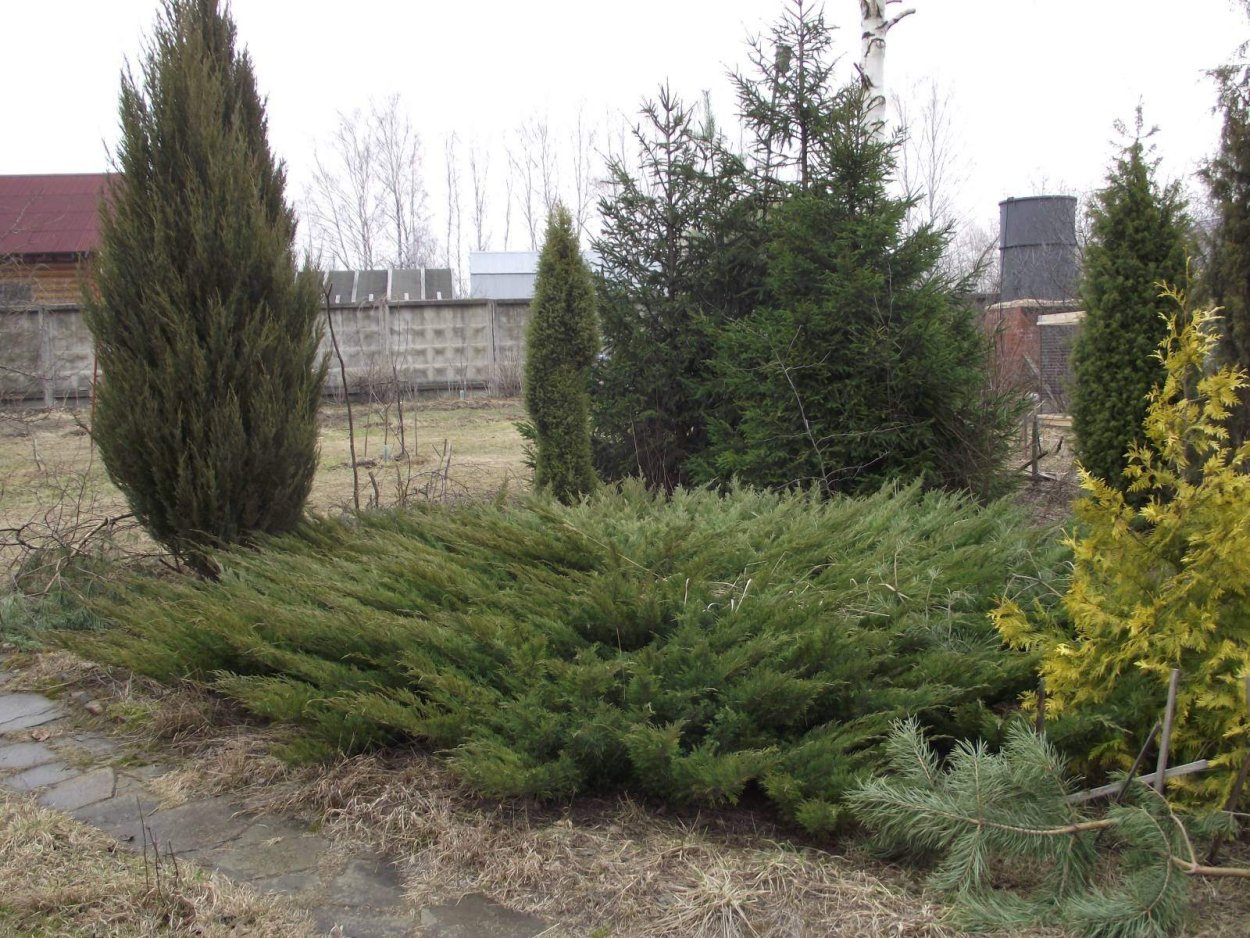 Минжулин можжевельник