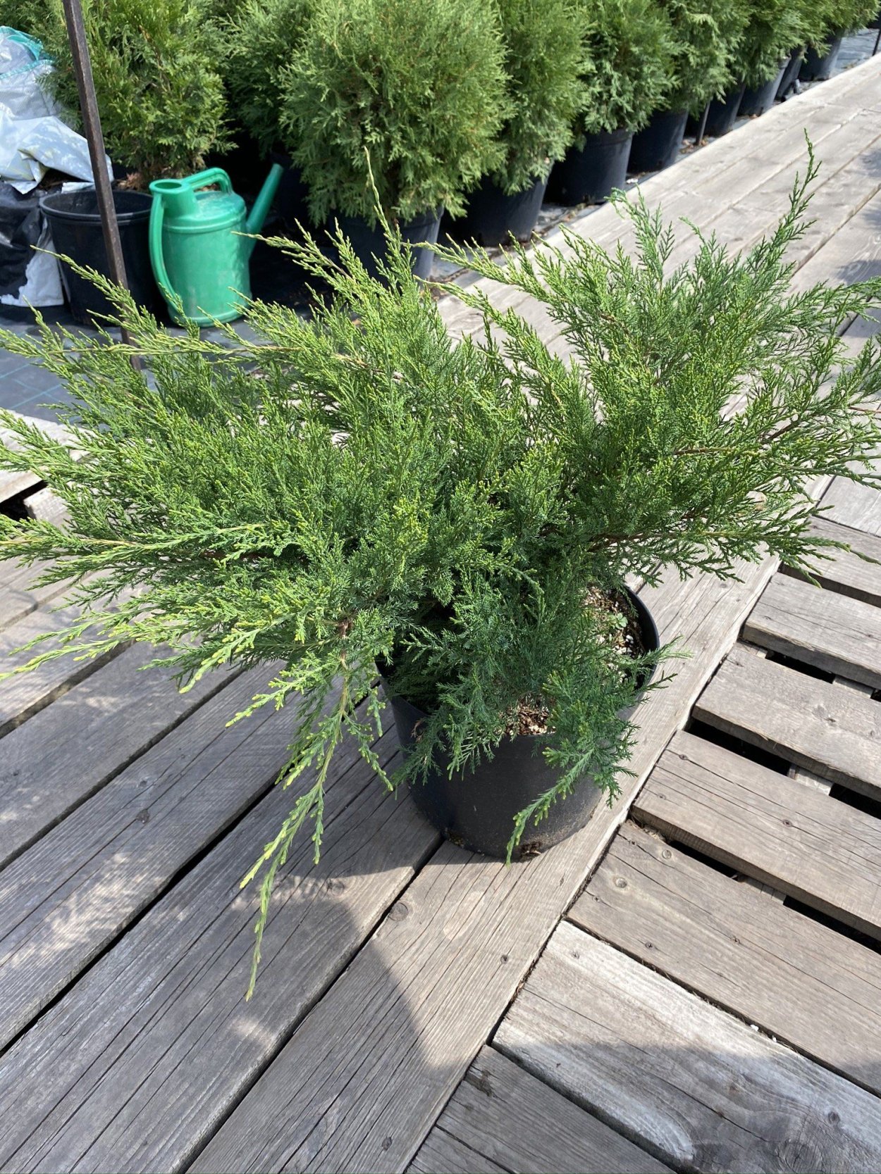 Можжевельник минт джулеп