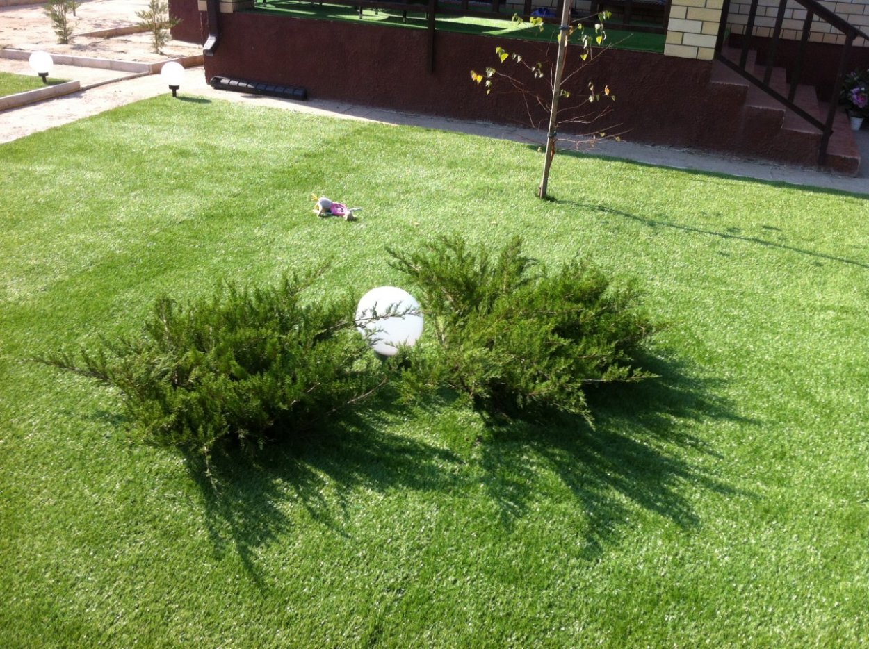 Можжевельник минт джулеп в ландшафтном