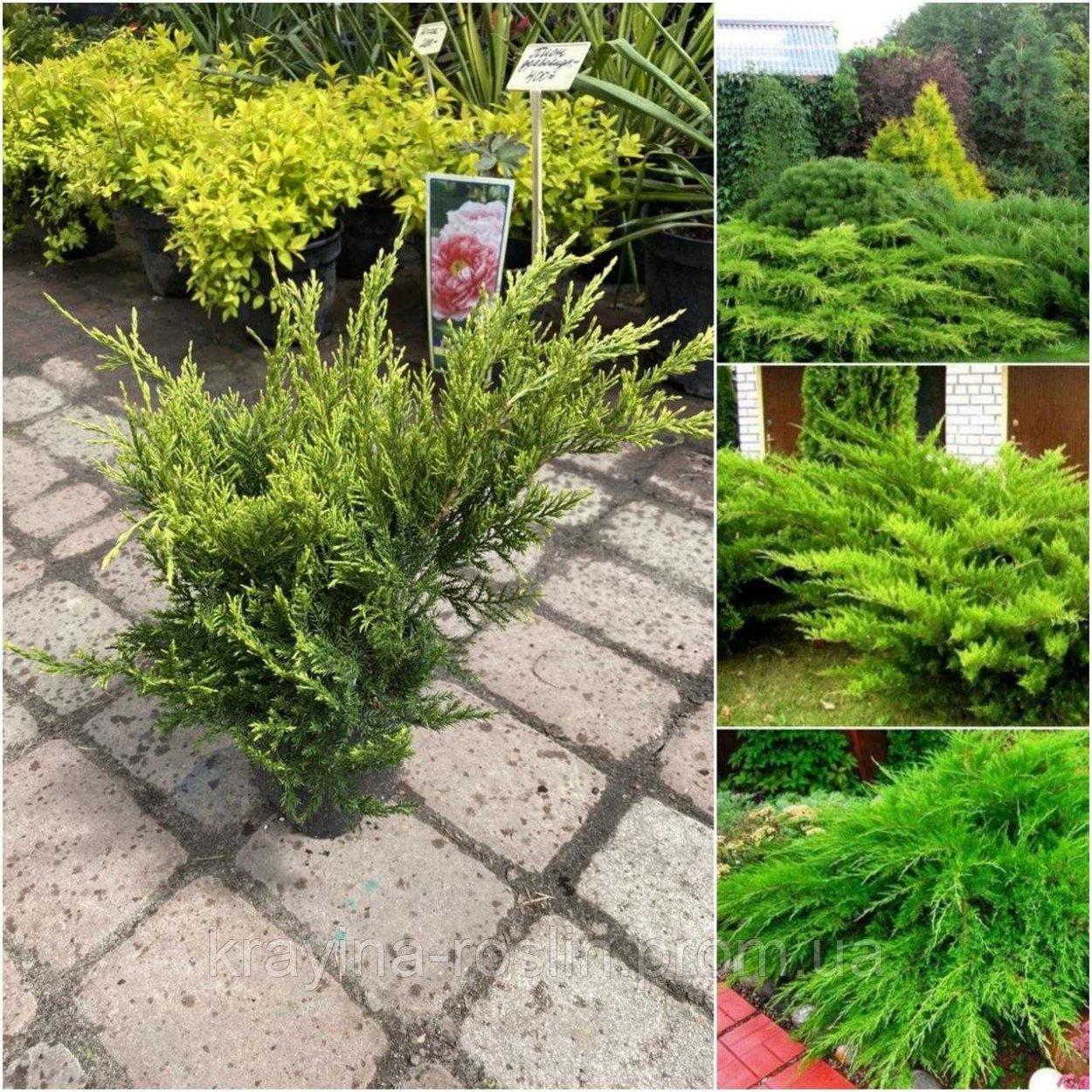 Можжевельник Mint джулеп