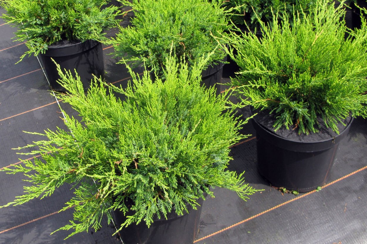 Можжевельник минт джулеп