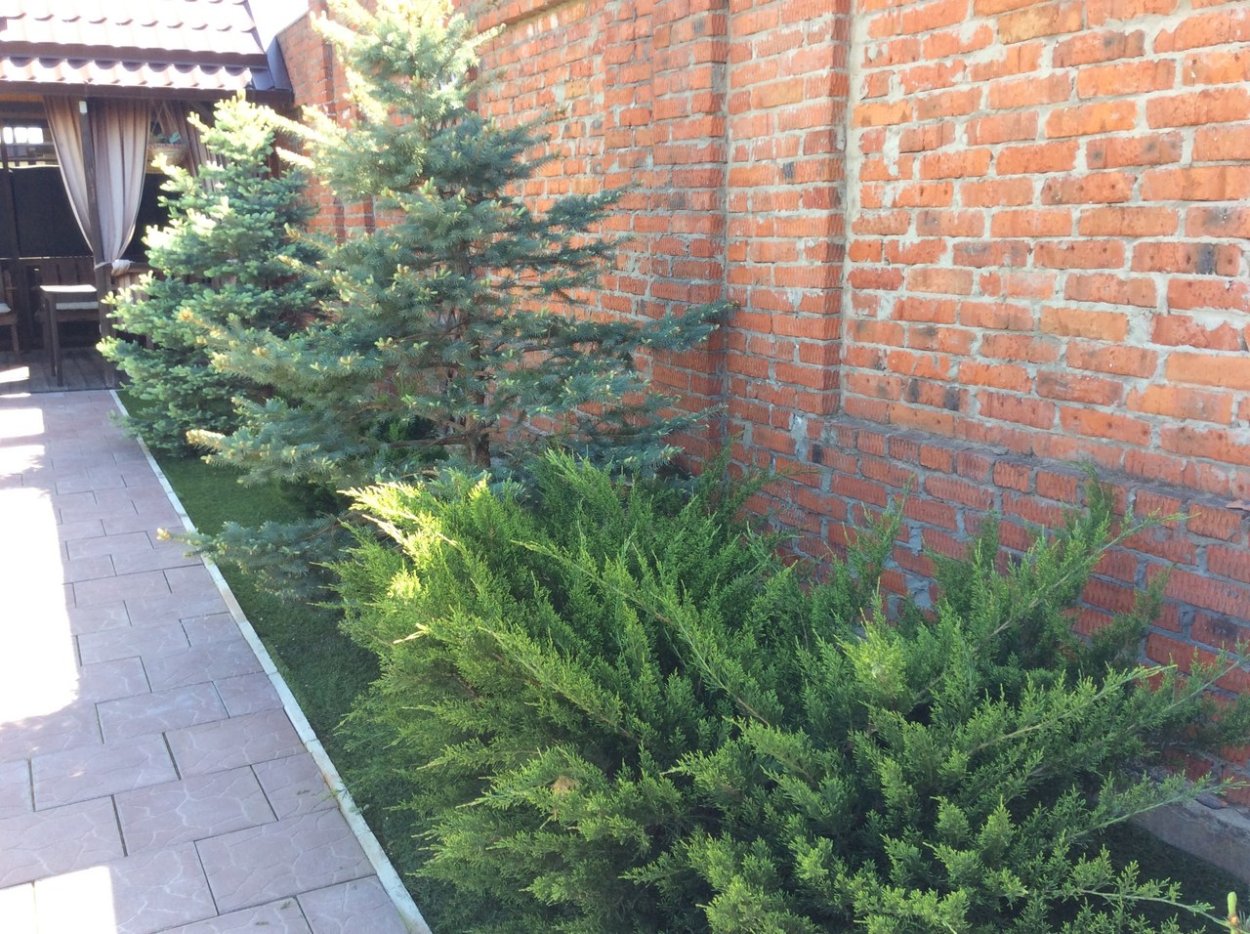 Можжевельник казацкий минт джулеп