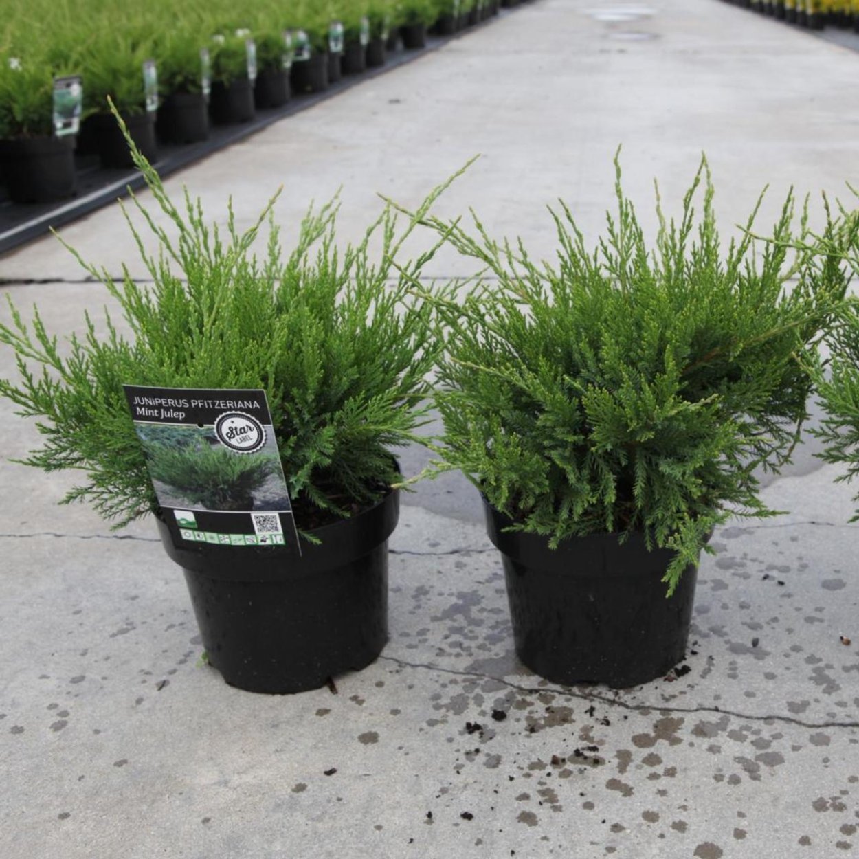 Можжевельник Пфитцериана Mint Julep