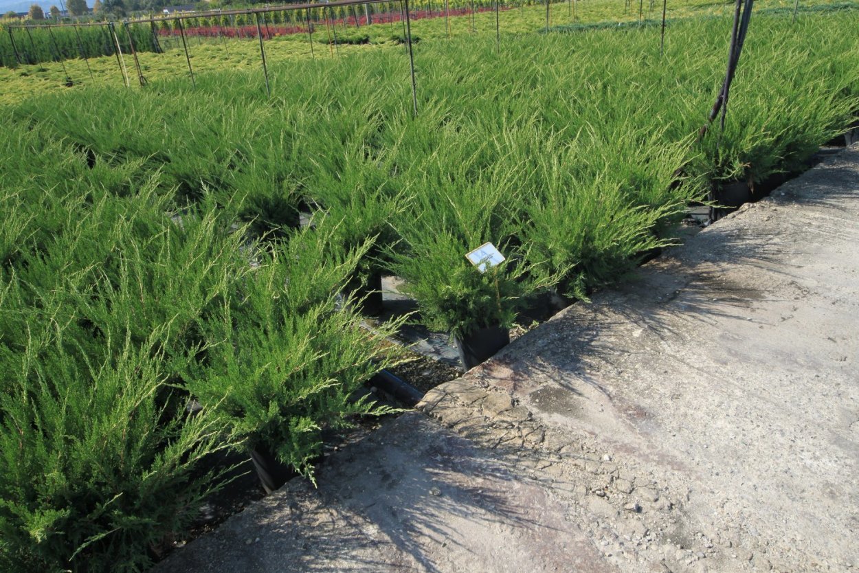 Juniperus Sabina Mint Julep