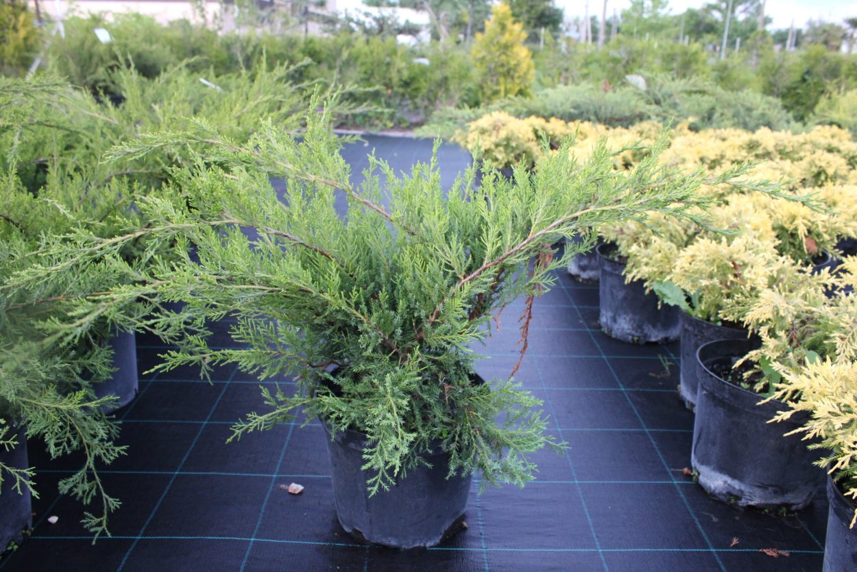 Можжевельник казацкий Mint Julep