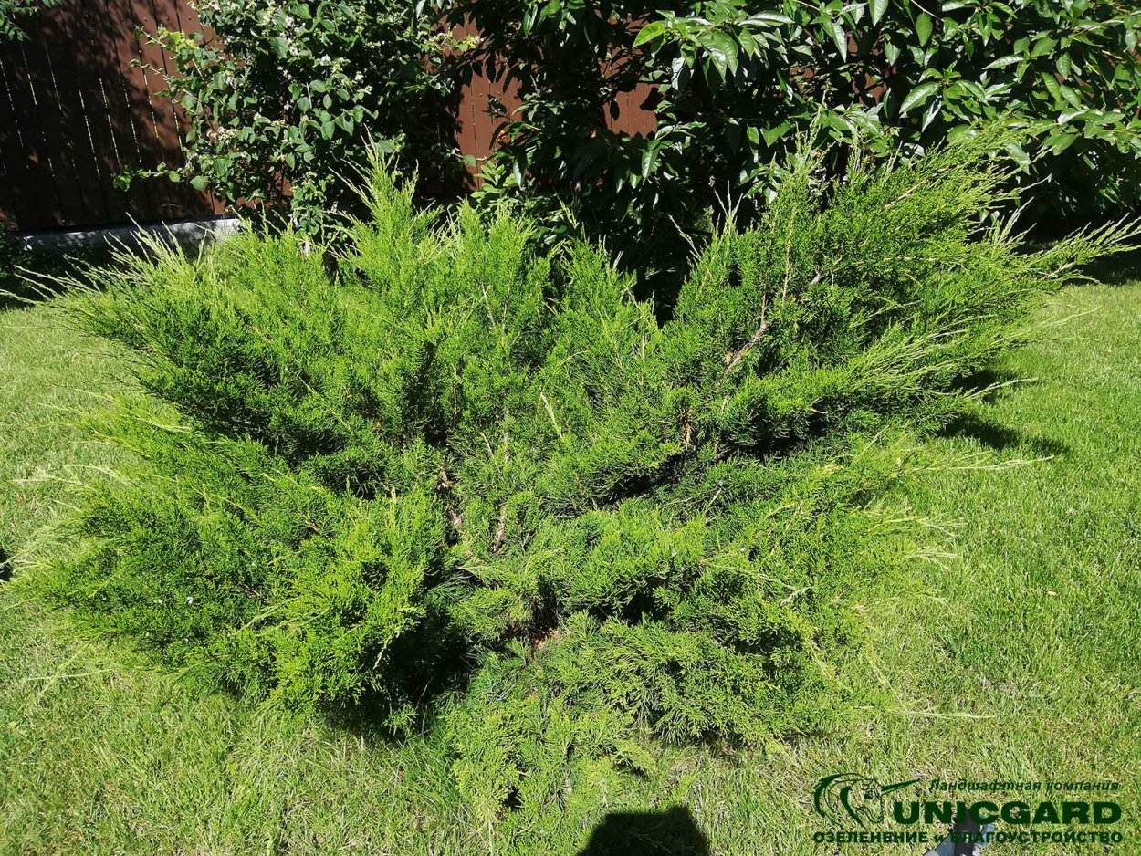 Туя минт джулеп