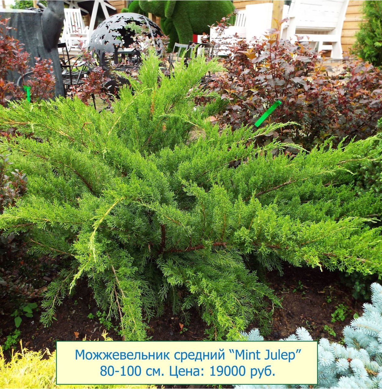 Хвойник минт джулеп