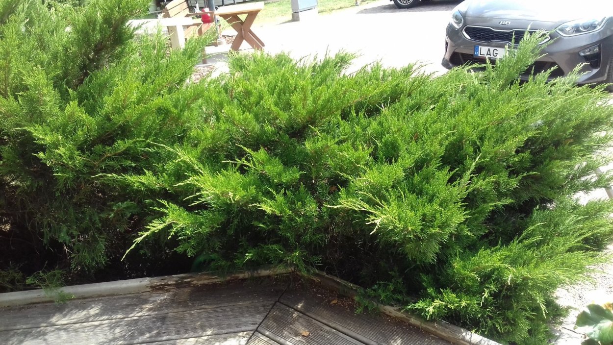 Можжевельник казацкий Femina