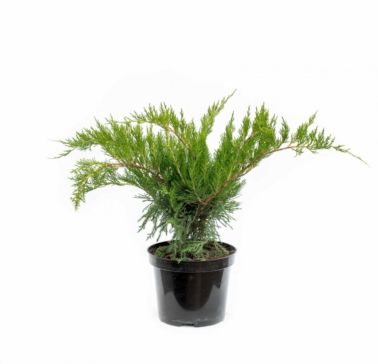 Можжевельник средний Mint Julep