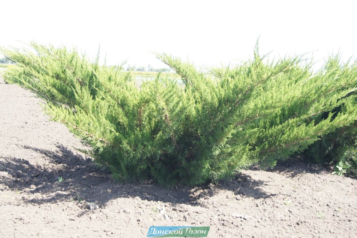 Можжевельник минжулип