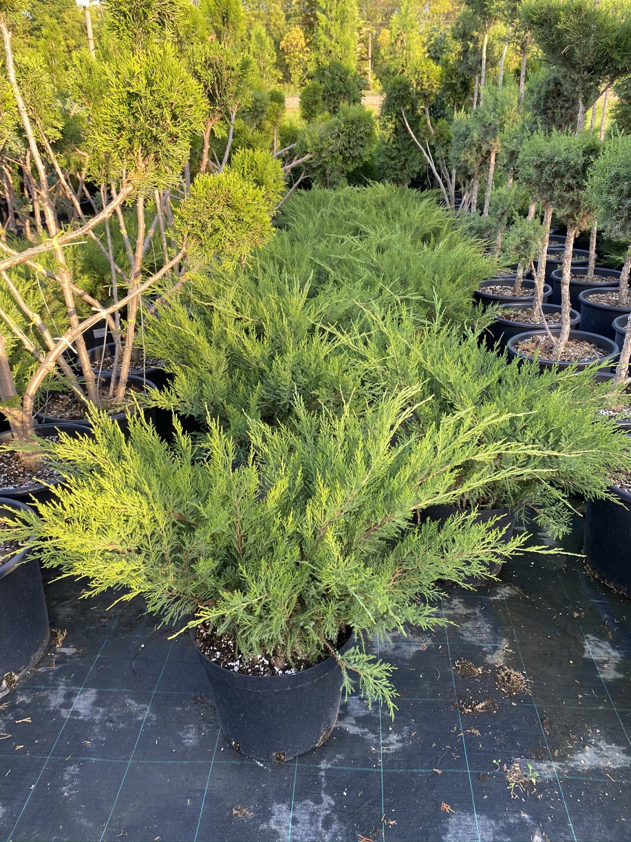 Можжевельник минт джулеп