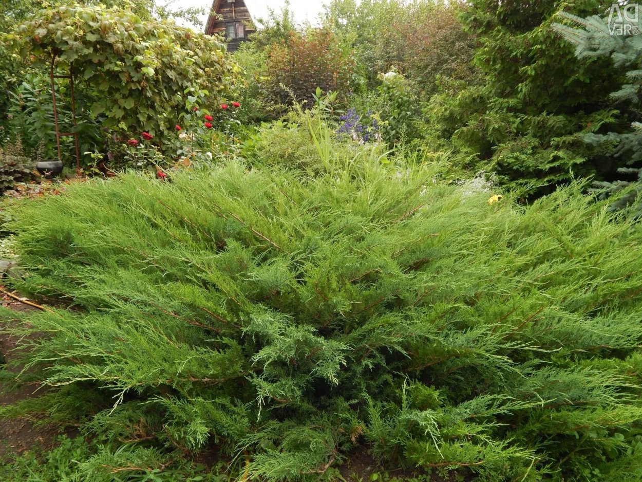 Можжевельник казацкий габитус