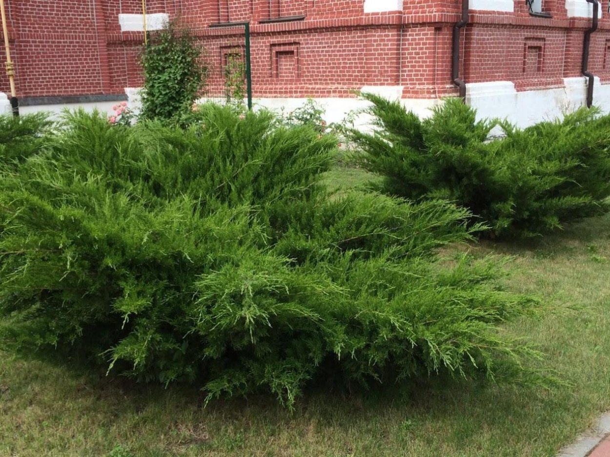 Можжевельник казацкий Hicksii