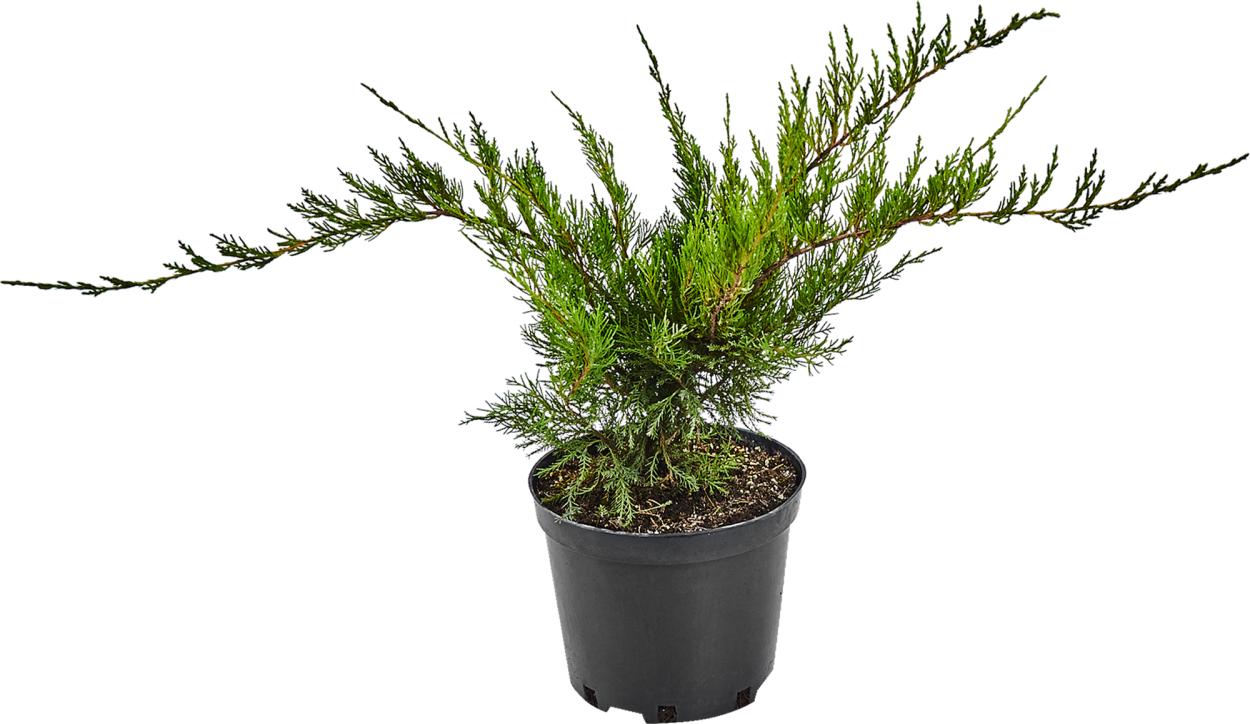 Можжевельник средний минт джулеп