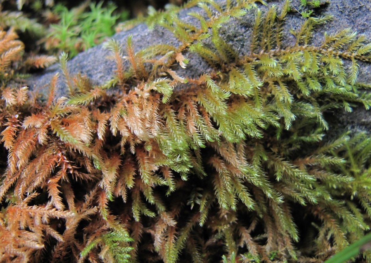 Печеночники (Hepaticae)