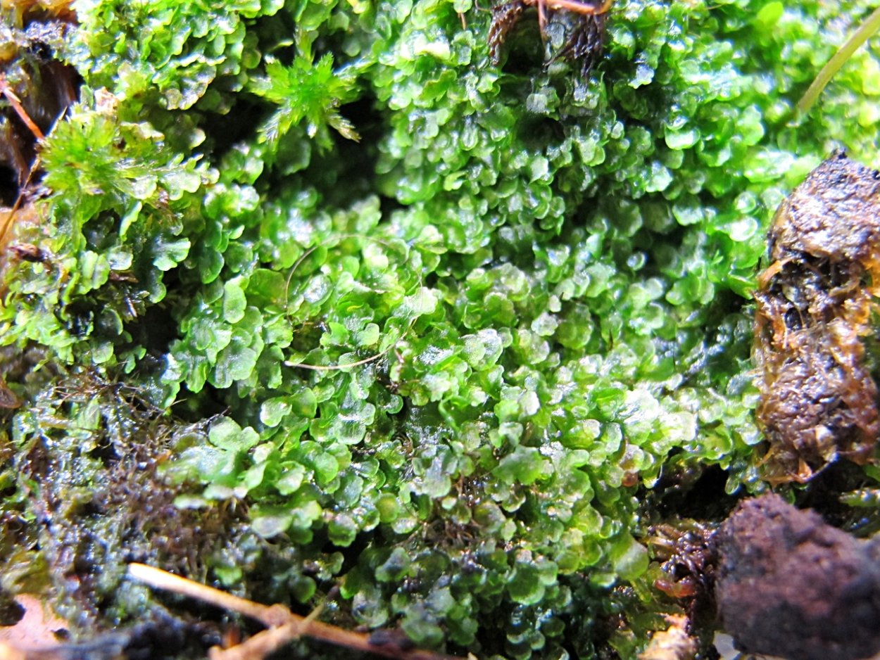 Риччия и маршанция