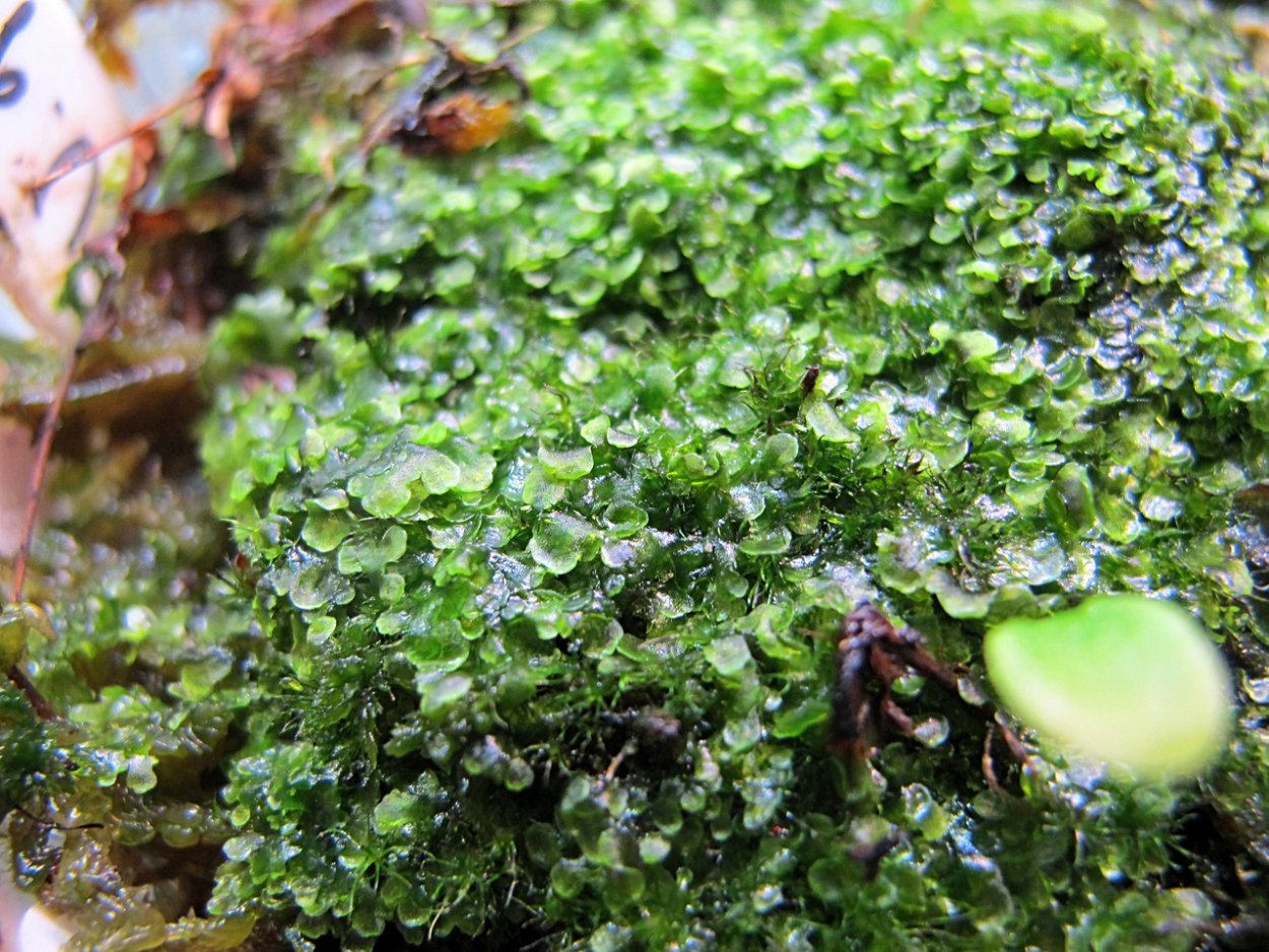 Сфагнум печеночник