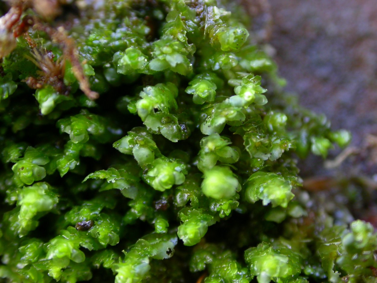 Маршанция мох