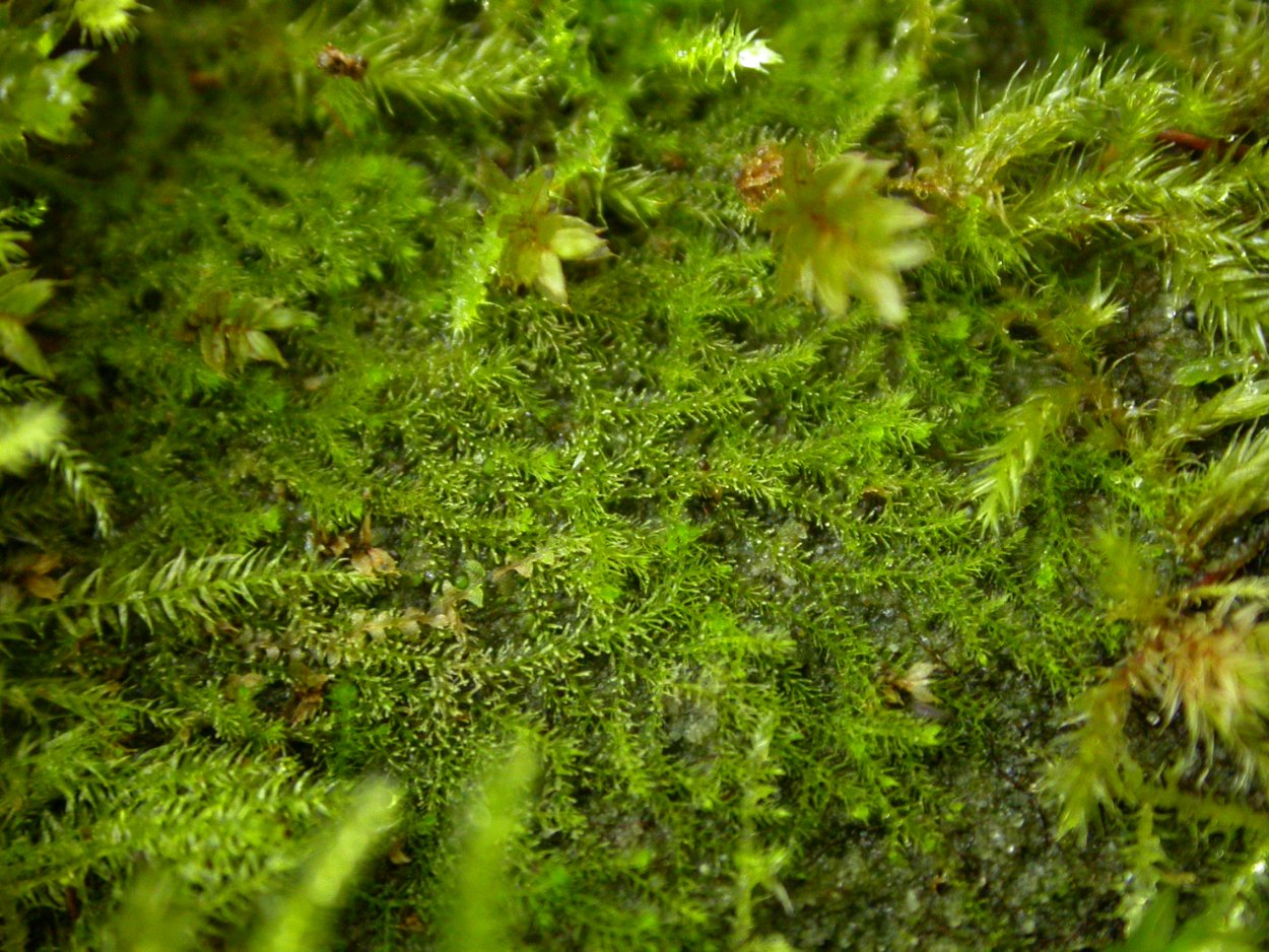 Blepharostoma trichophyllum