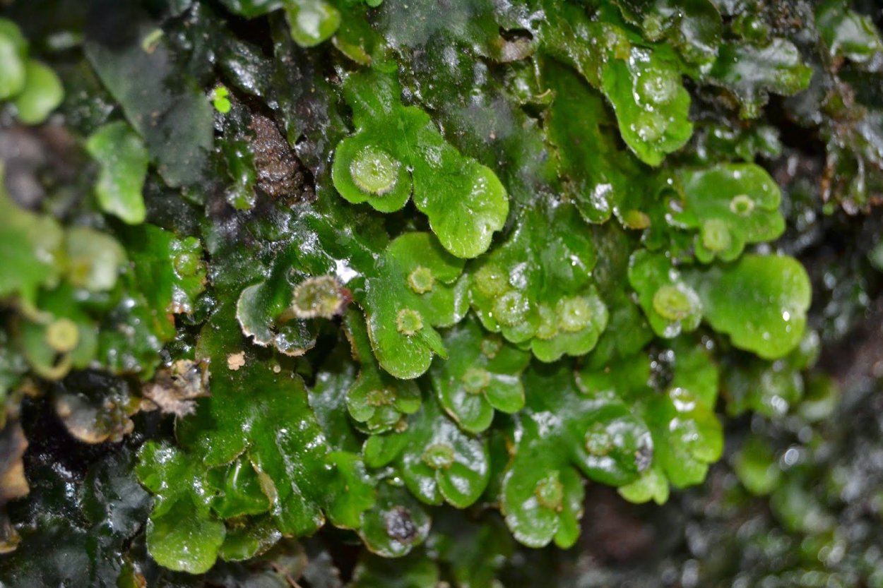 Лишайник маршанция