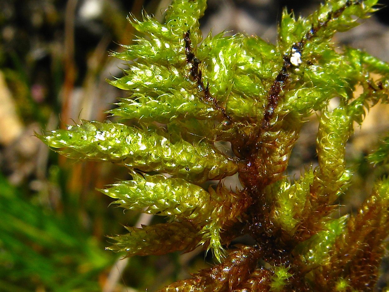 Hypnum cupressiforme