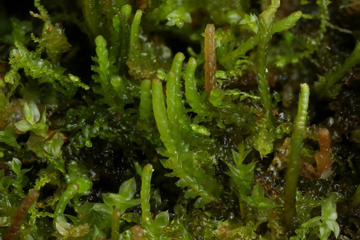 Юнгерманниевые мхи