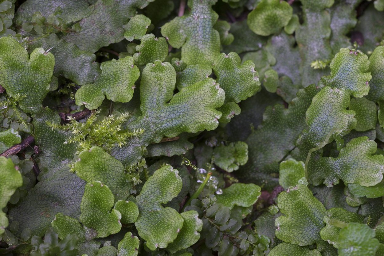 Печеночники маршанция