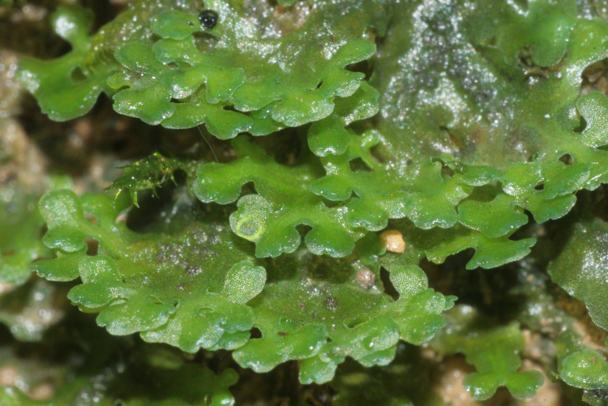 Pellia печеночник