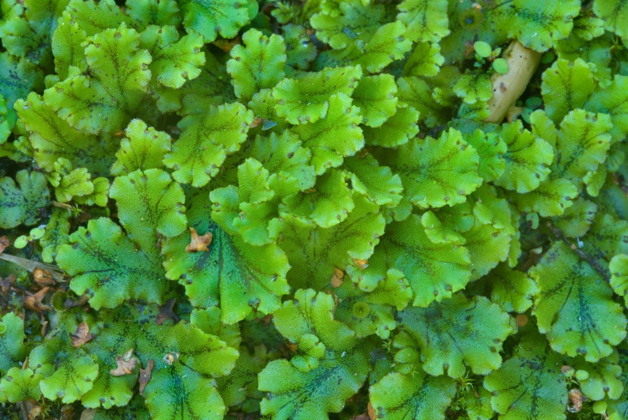 Мхи маршанция на грядке