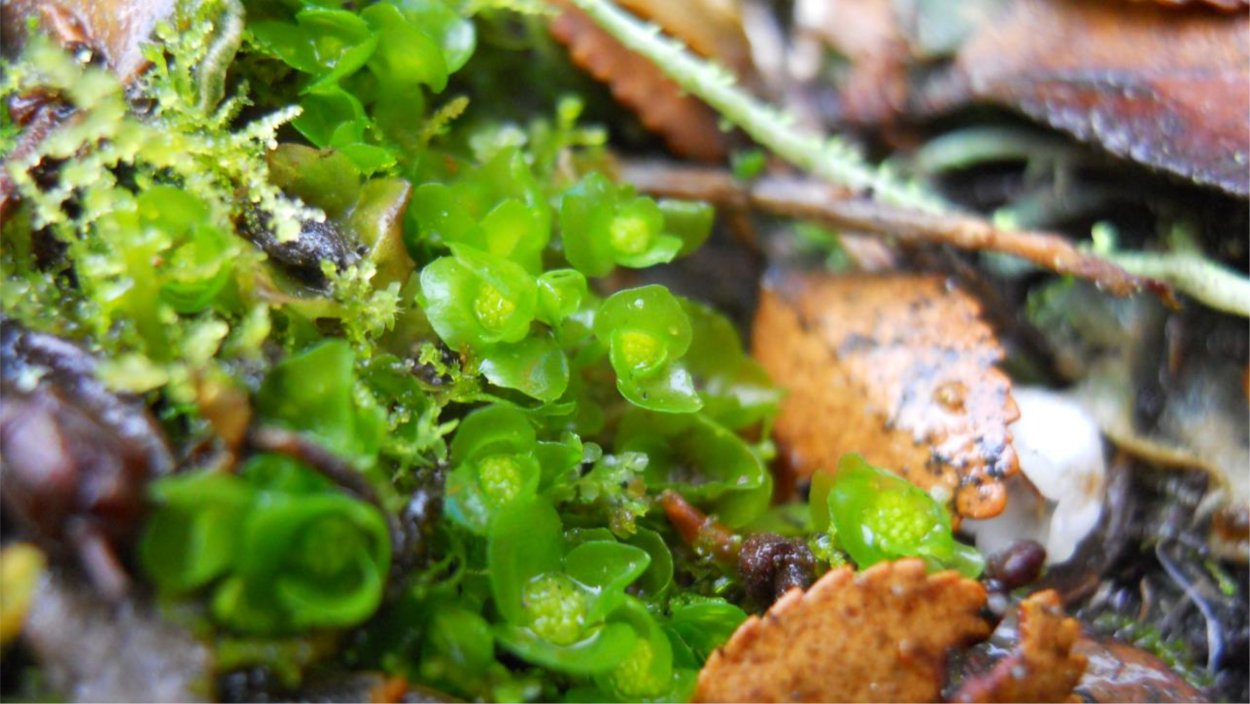 Мурманская область печеночник