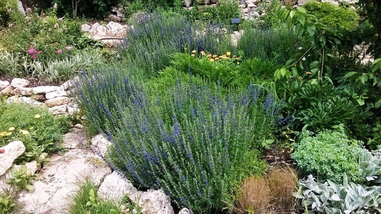 Иссоп в саду