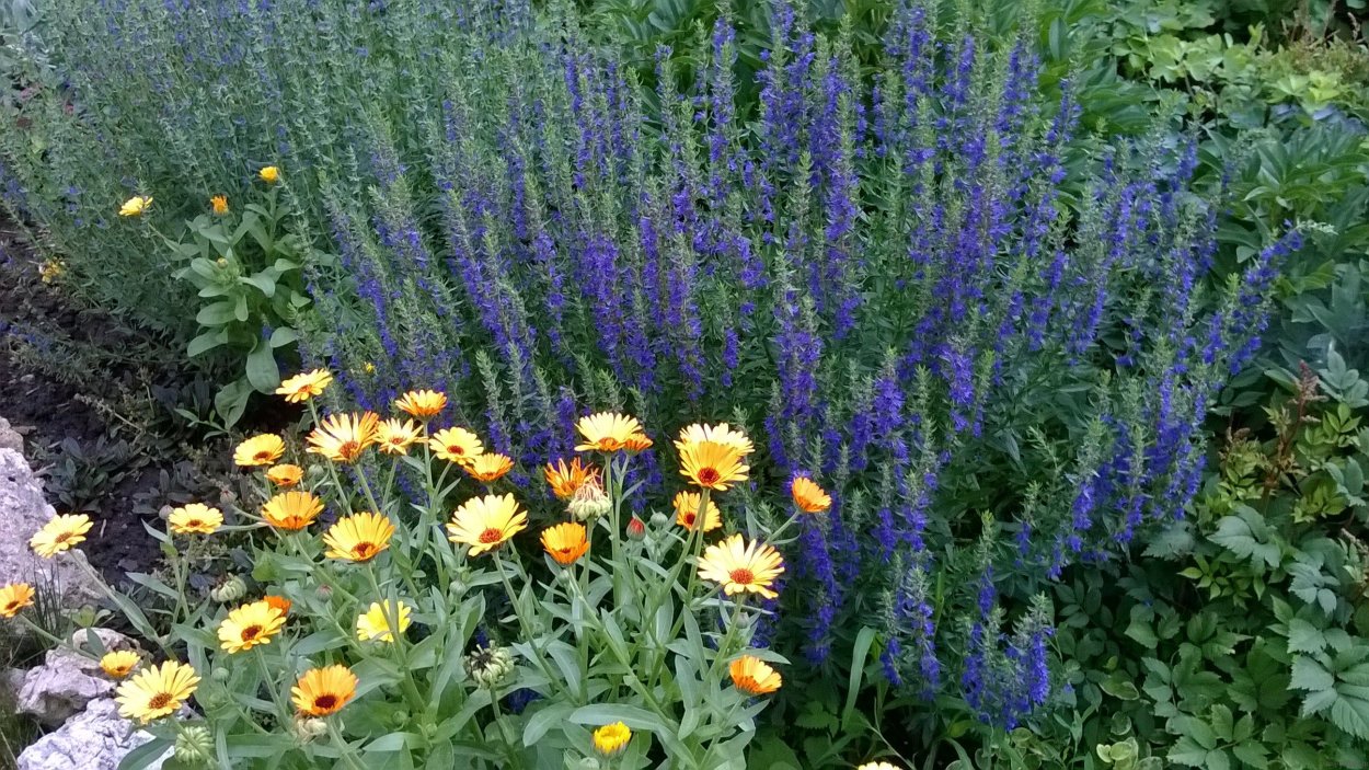 Иссоп на клумбе