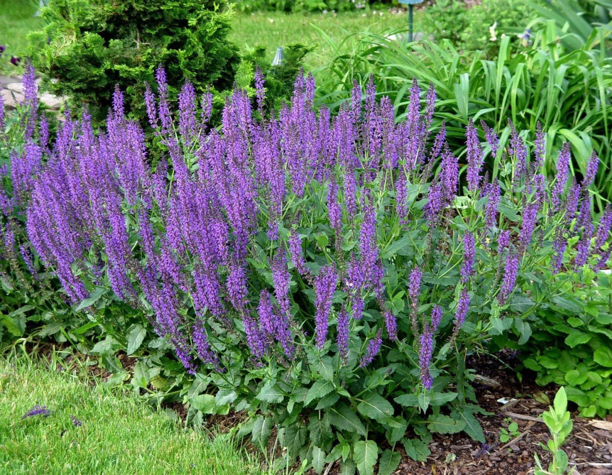 Шалфей Дубравный 'Mainacht'