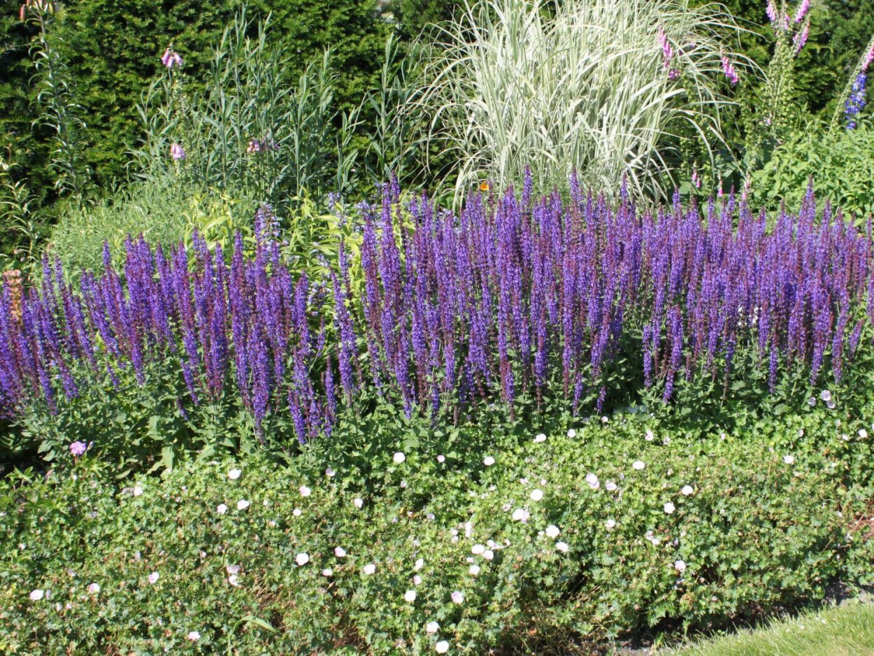 Шалфей и котовник