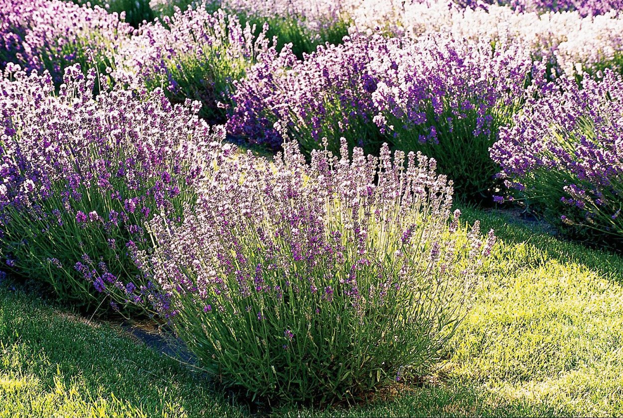 Лаванда Манстед изгородь