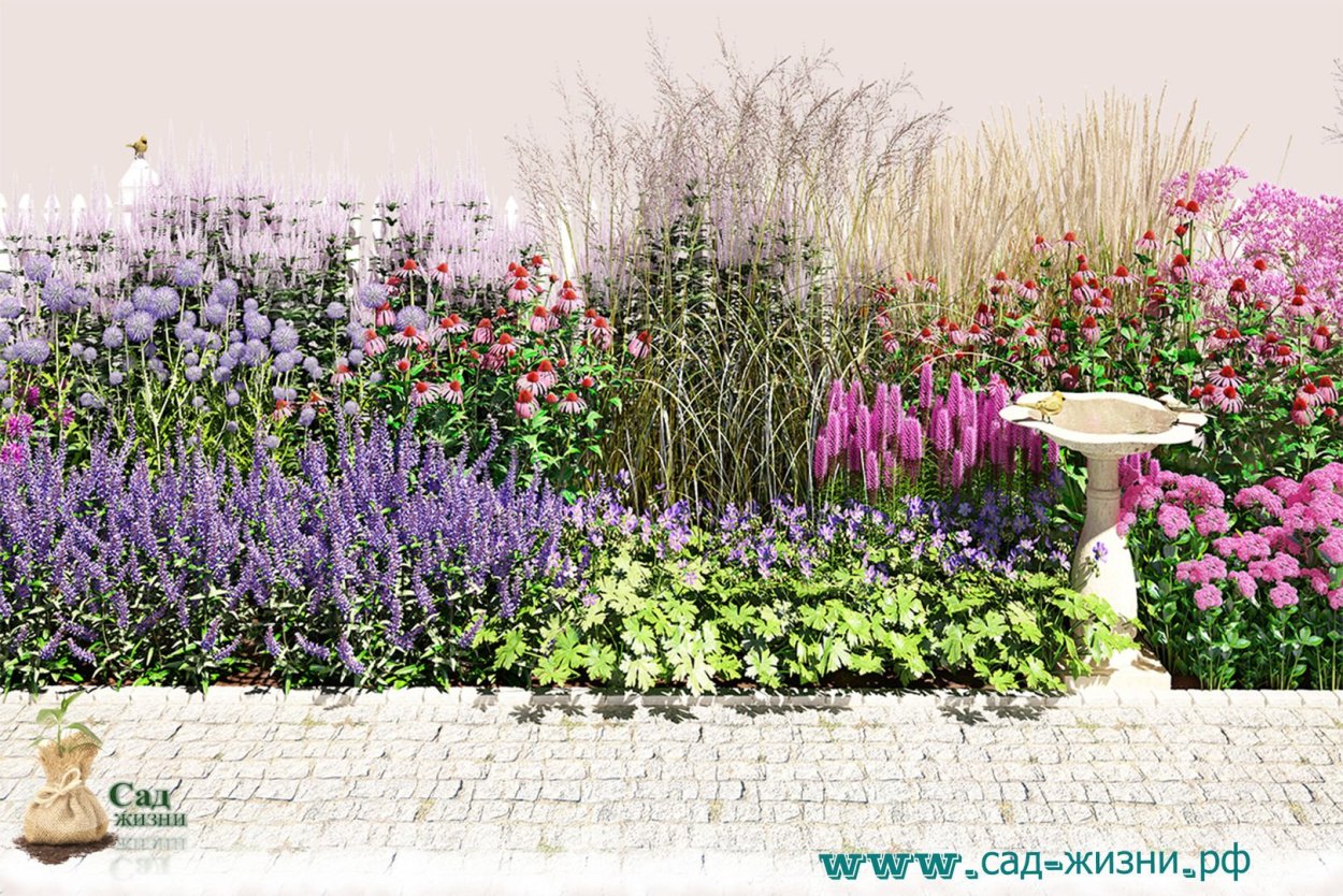 Котовник, эхинацея, шалфей цветник