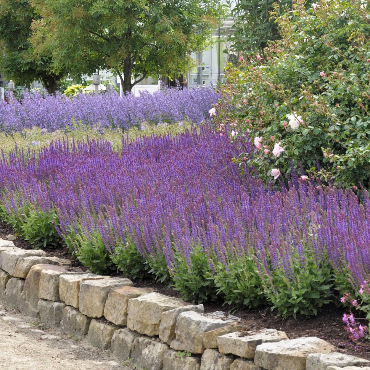 Шалфей Дубравный Ostfriesland