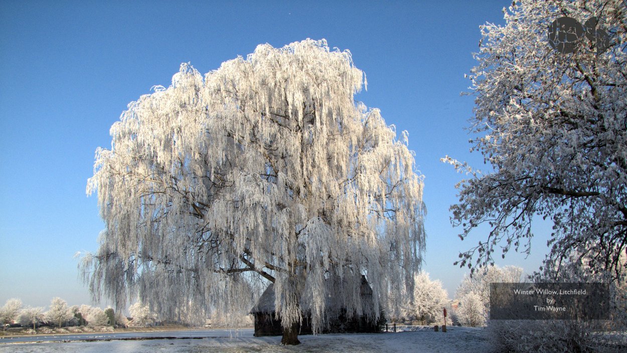 Ива зима дерево