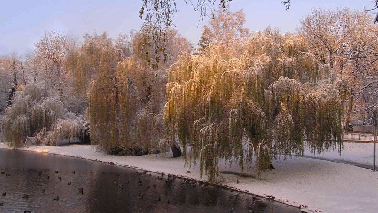 Ива плакучая памяти Миндовского