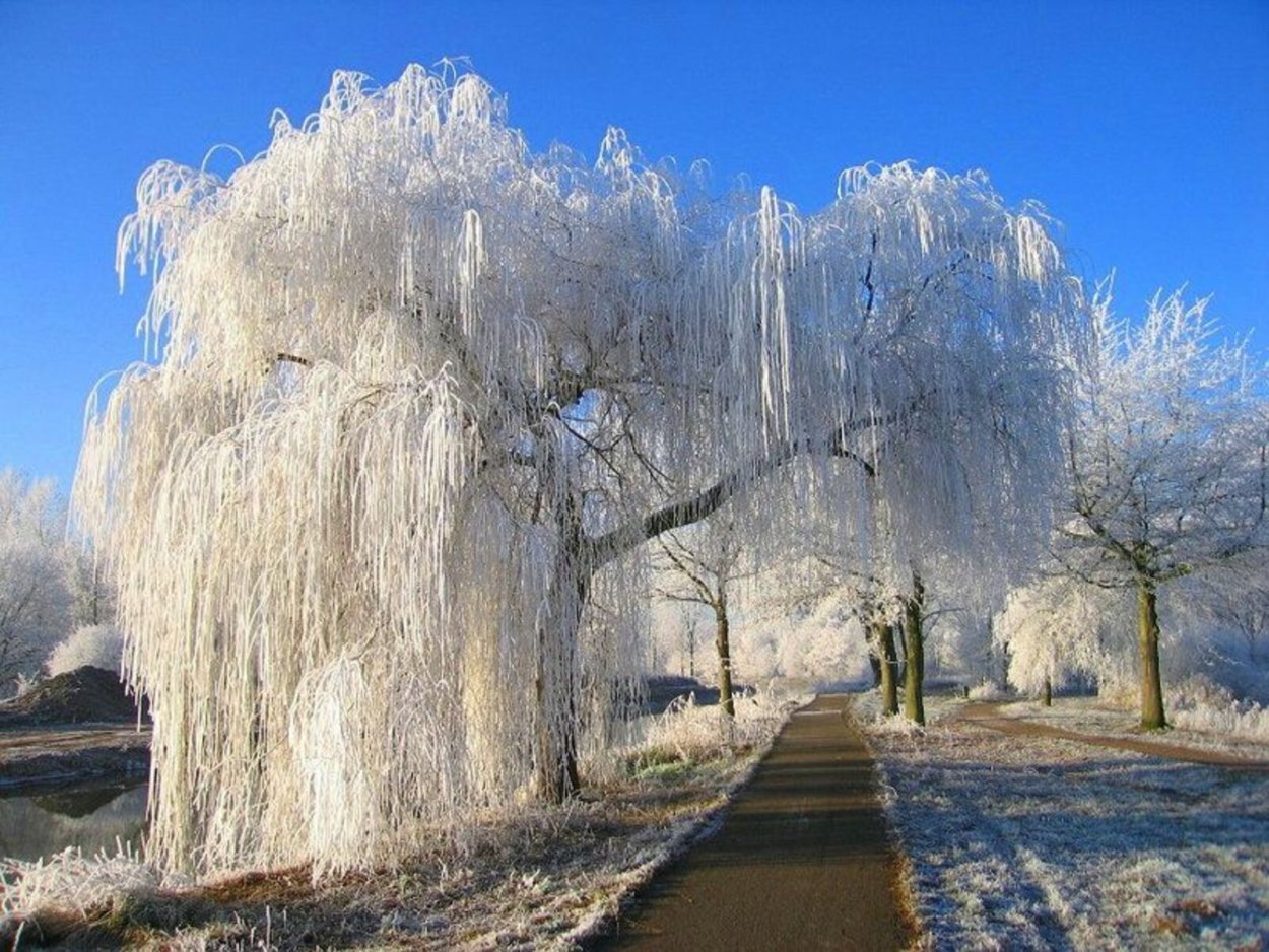 Ива плакучая зимняя