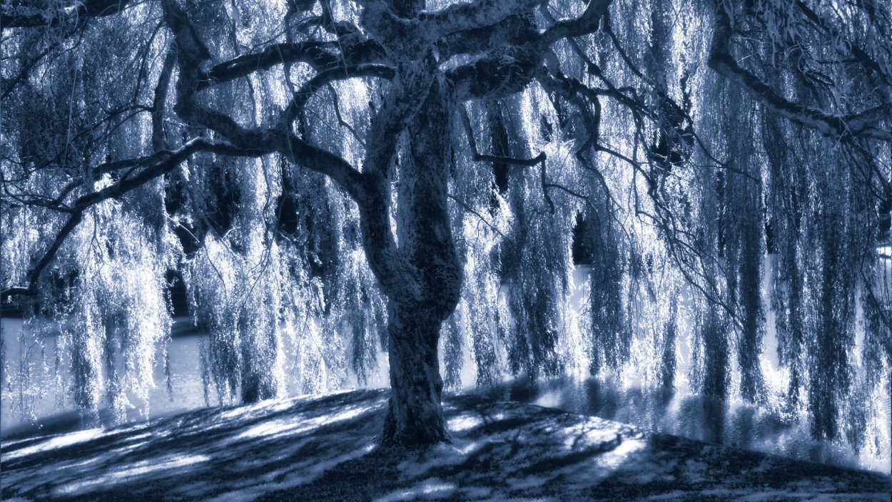 Ива над водой