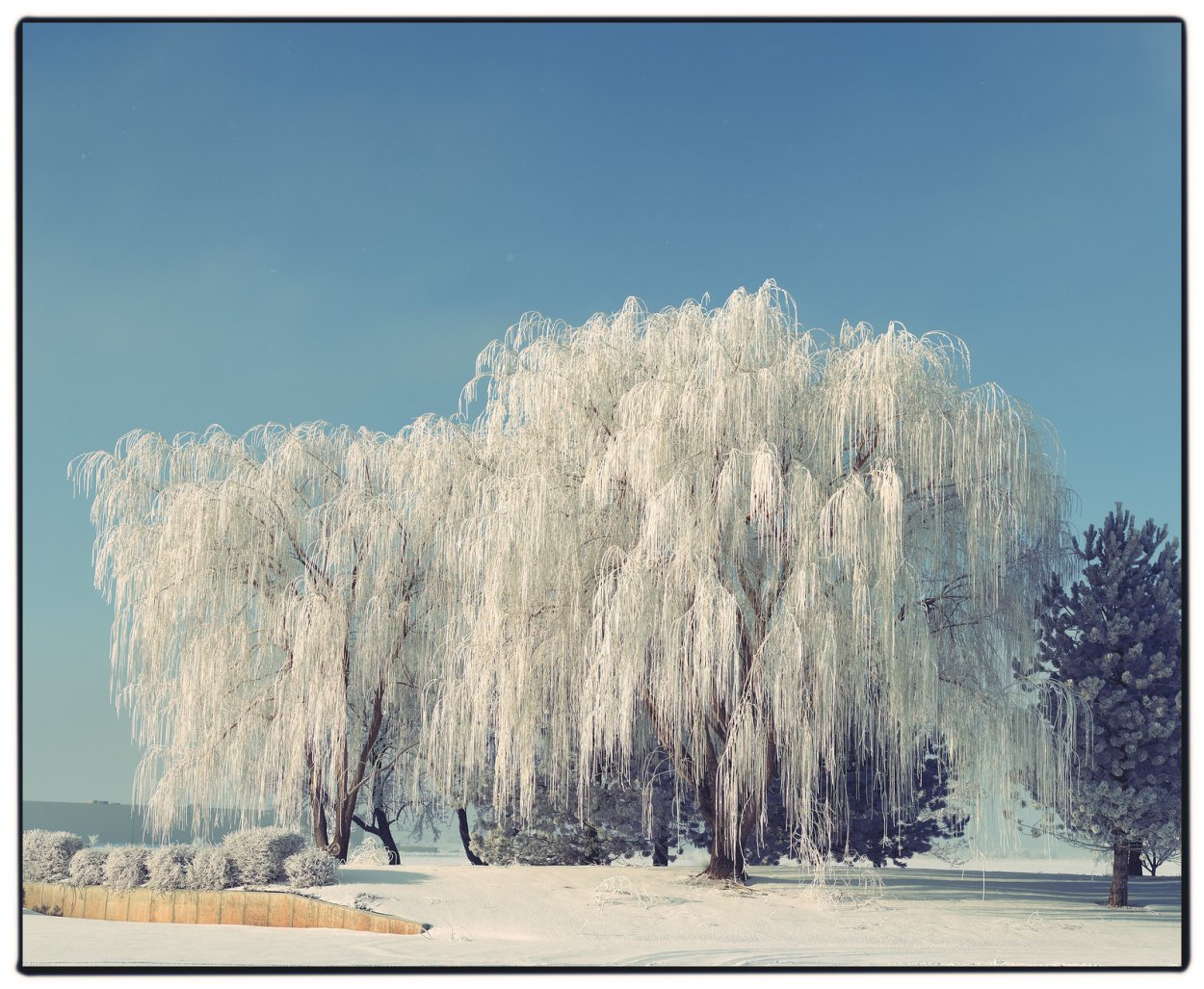 Ива зимой фото