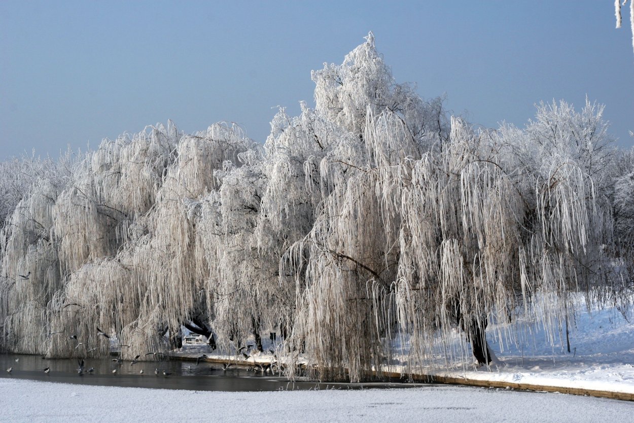 Frost Snow on Weeping Willow