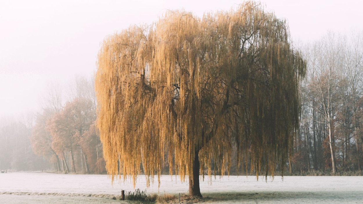 Ива ломкая зимой