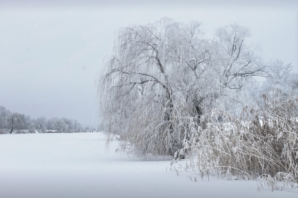 Метель иней