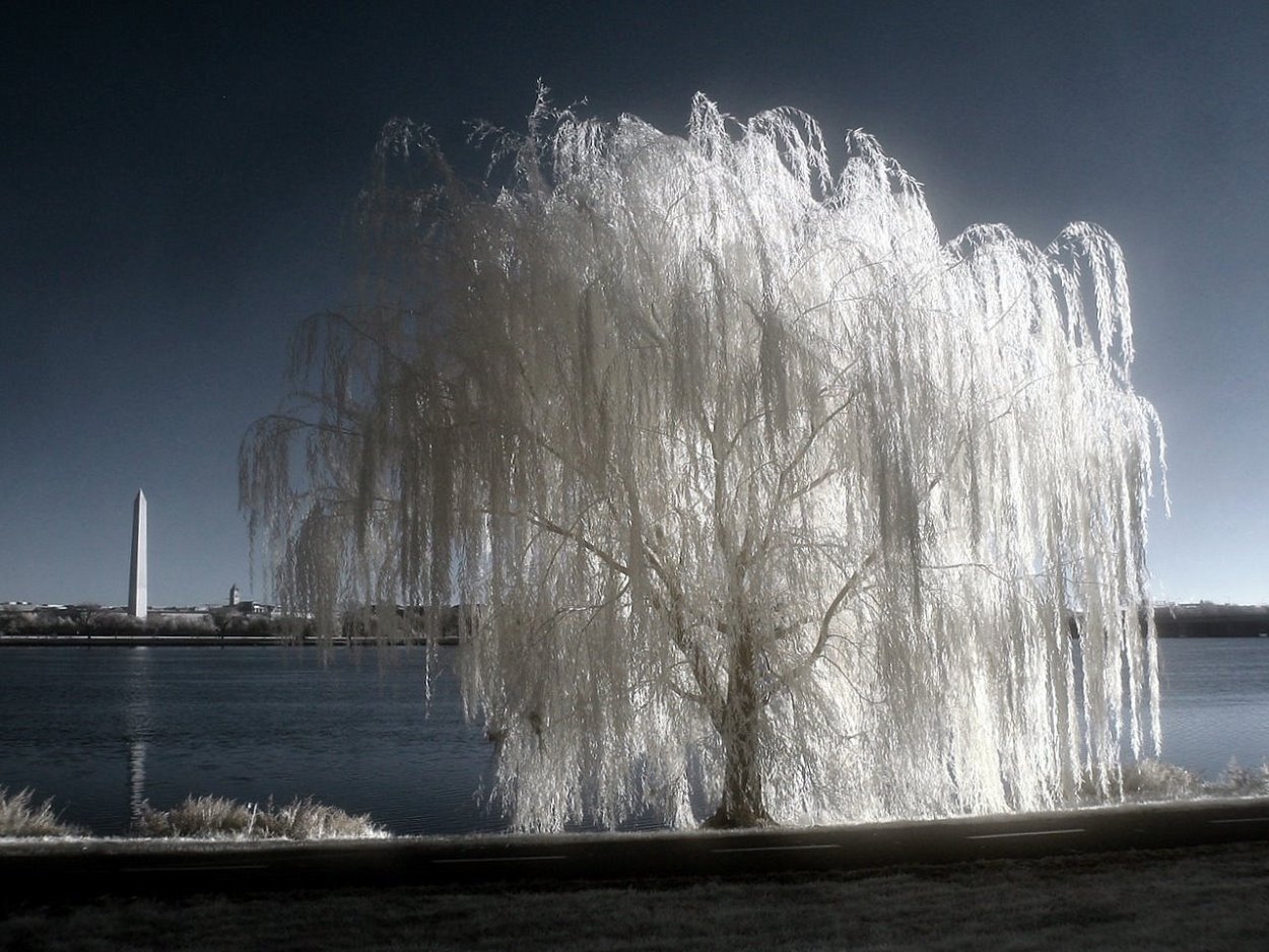 Плакучая Ива зимой