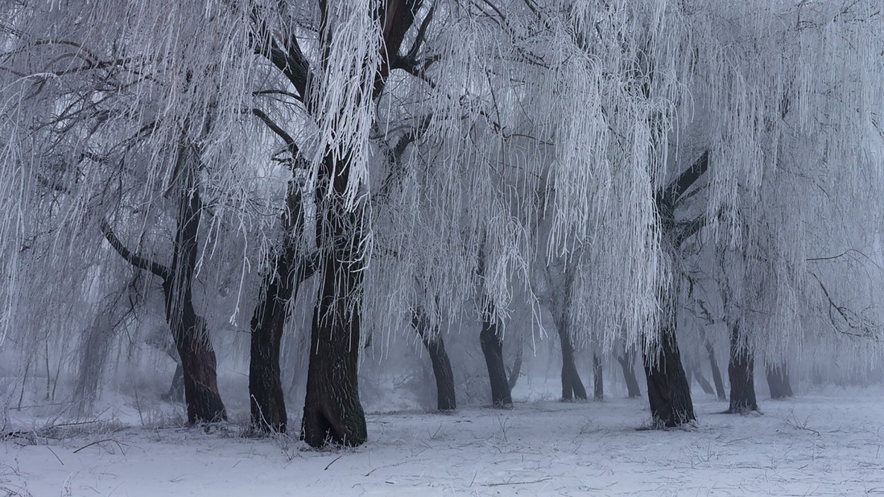 Ива дерево зимой