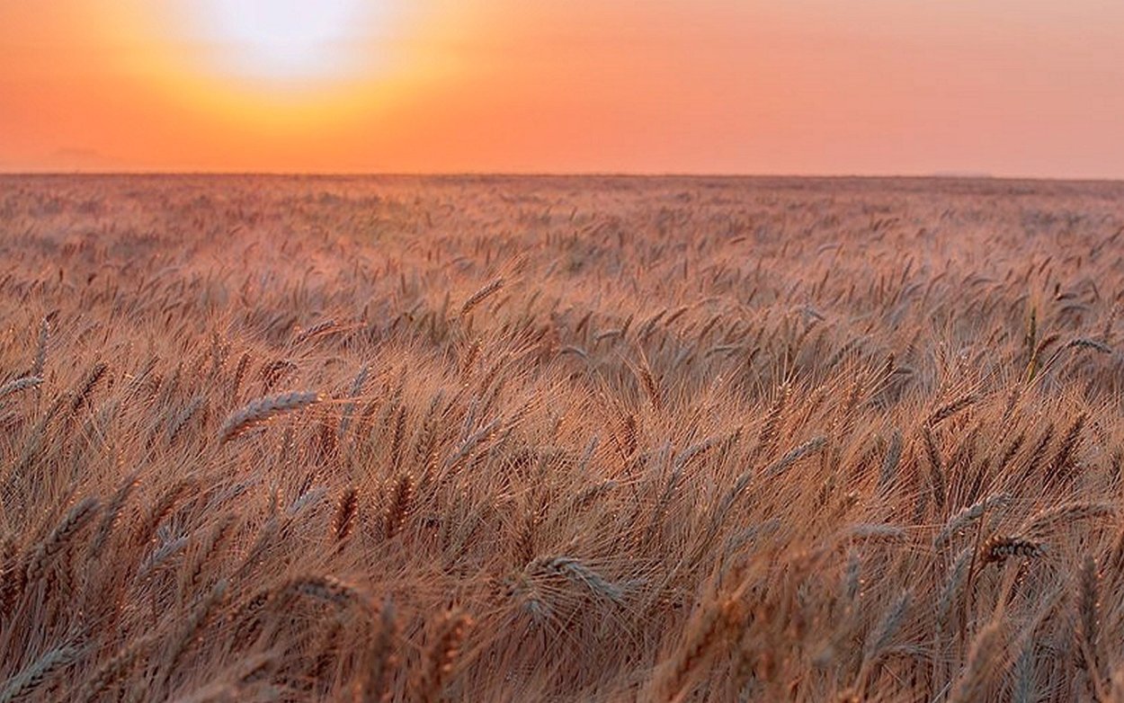 Ковыльная степь и пшеничное поле