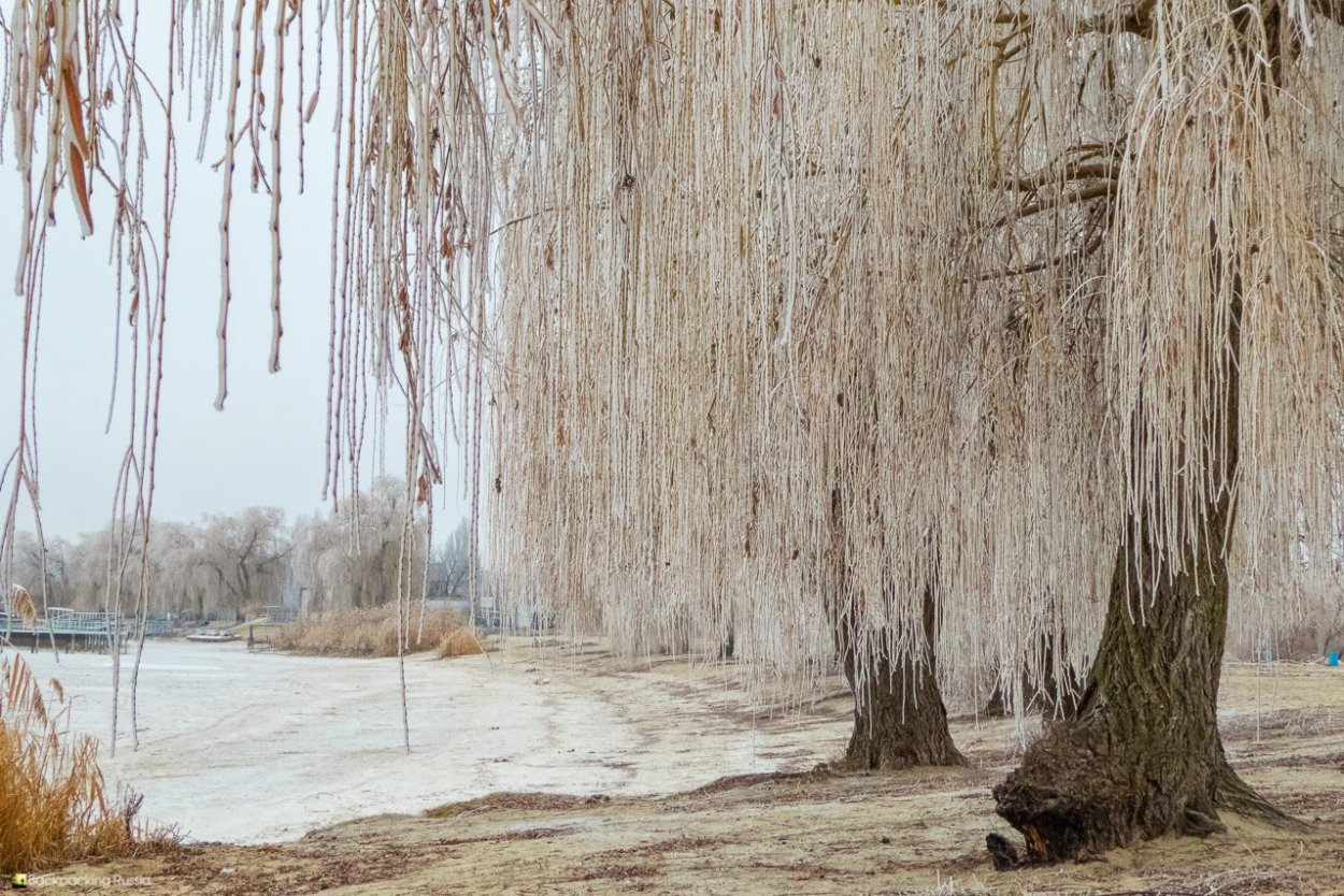 Ива в инее в Крыму
